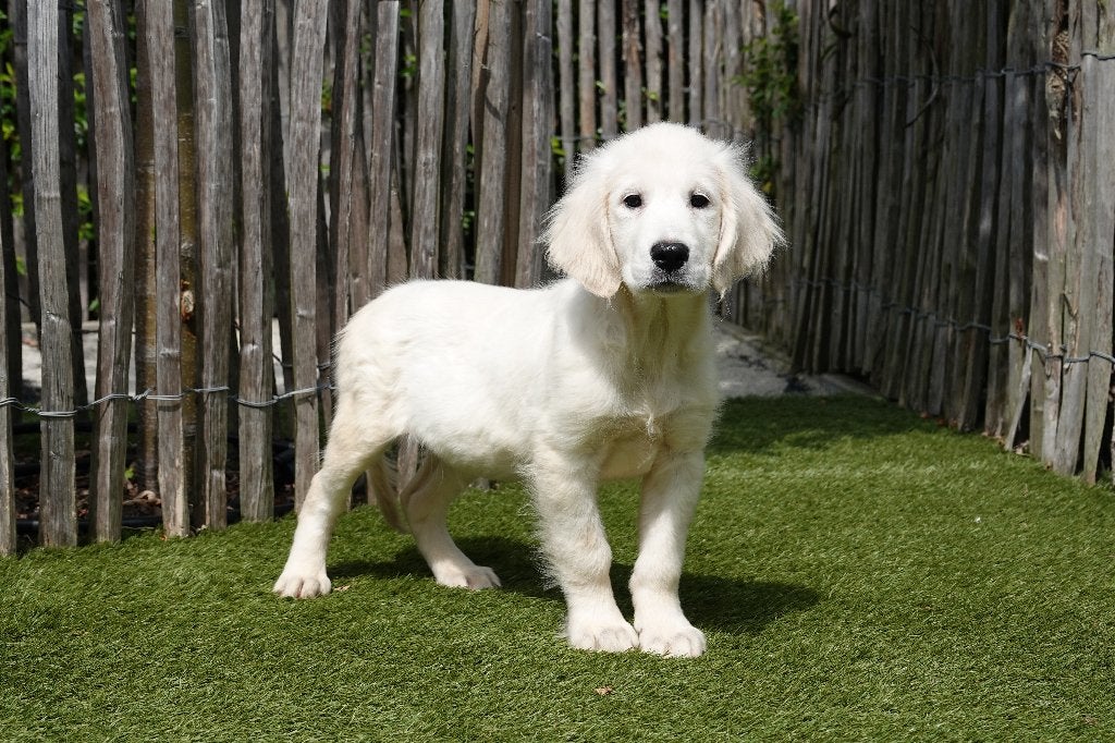 Prachtige Golden Retriever pup, met stamboom, Dieren en Toebehoren, België, 15 weken tot 1 jaar, Reu, Eén hond