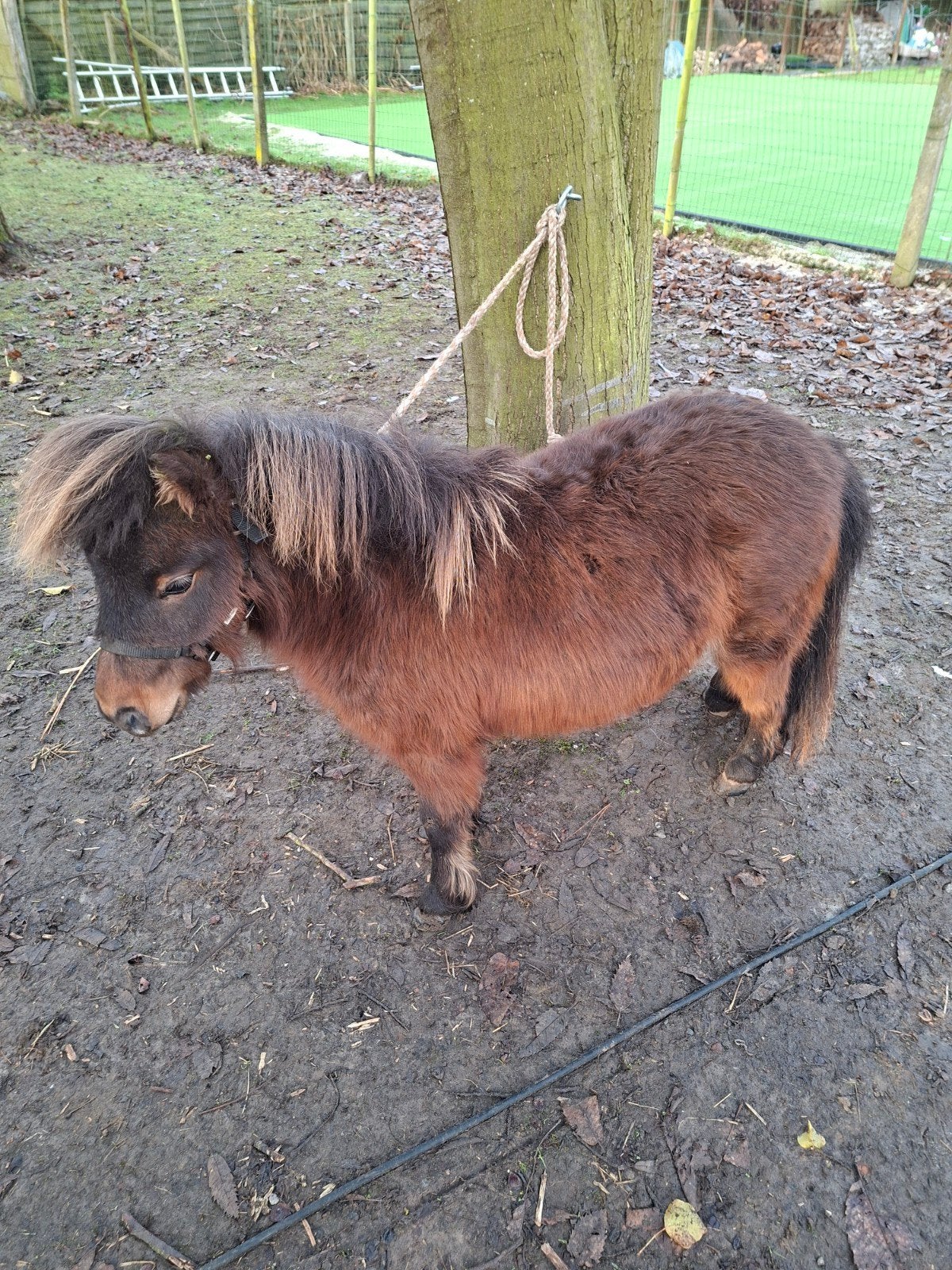 mini schetland hengstje, Dieren en Toebehoren