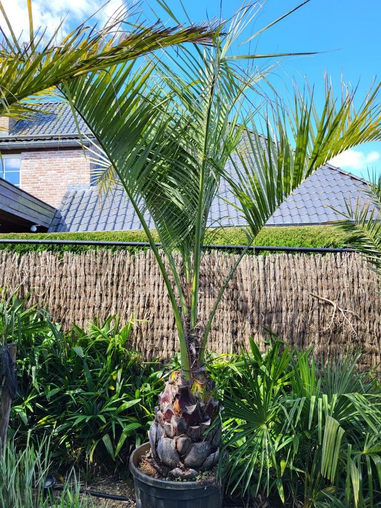 Butia capitata. Stamhoogte 70cm, totaal 2,5m, Ophalen