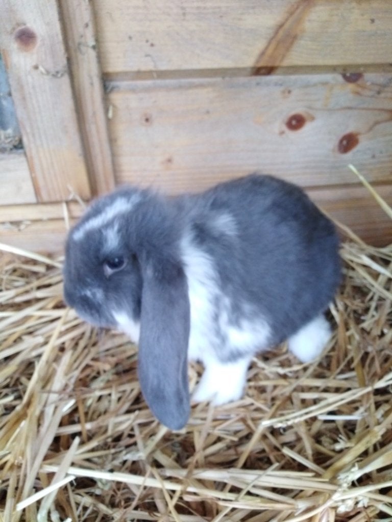 franse hangoor, Dieren en Toebehoren, Konijnen, Hangoor