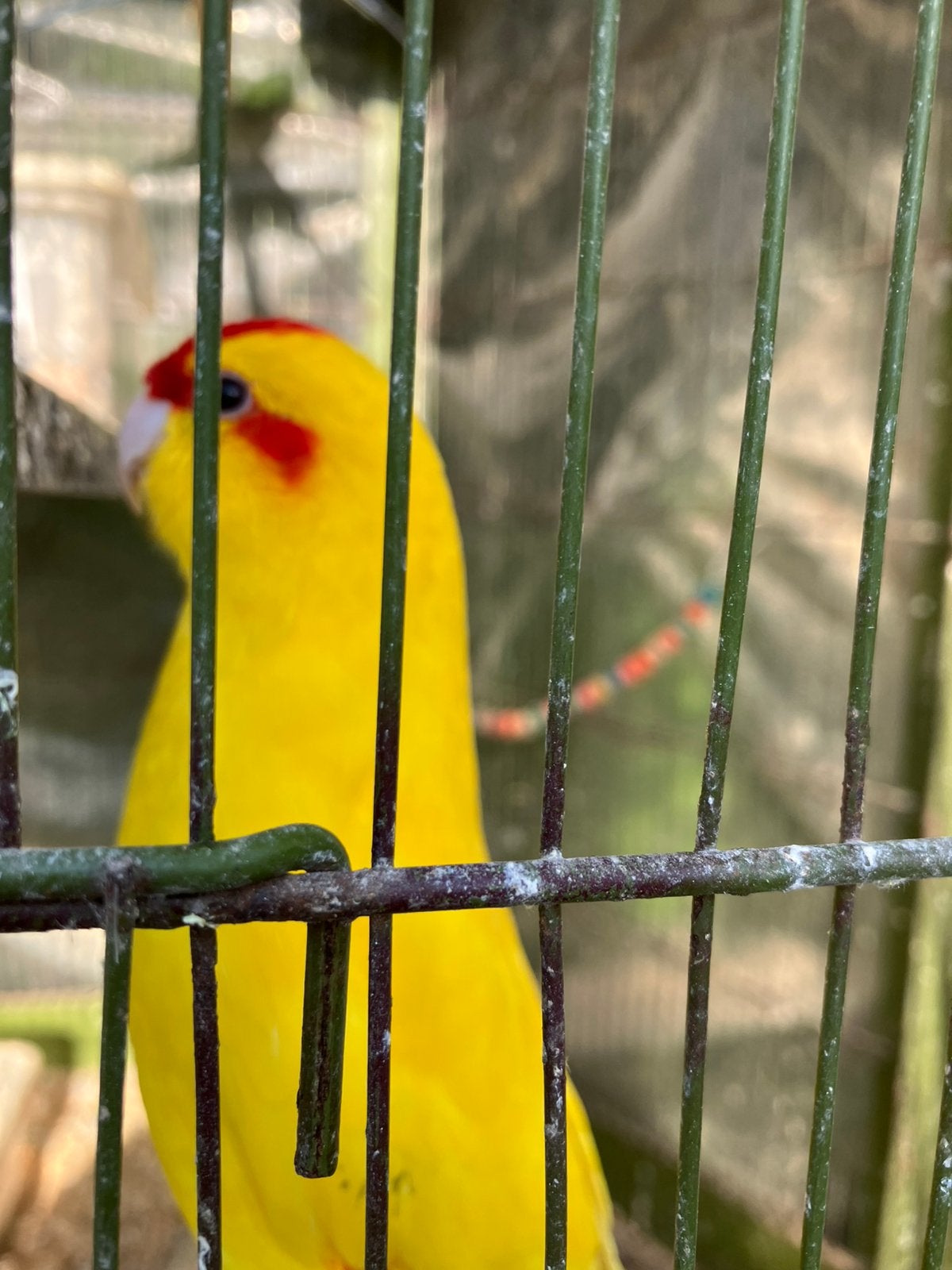 TAMME - HALFTAMME VOGELS: PARKIET-VALKPARKIET-KAKARKI ENZ, Dieren en Toebehoren, Vogels | Parkieten en Papegaaien, Meerdere dieren