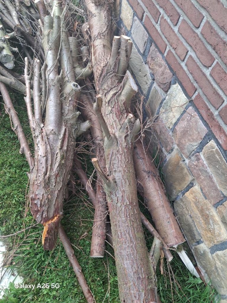 Gratis brandhout, Tuin en Terras, Brandhout, Ophalen
