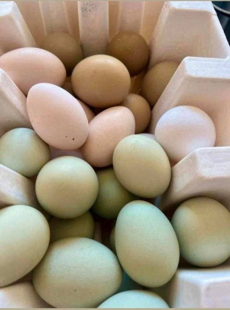 Œufs fécondés