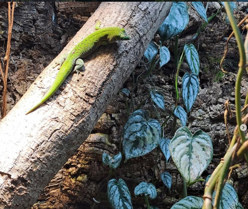 Phelsuma kochi (vrouwtje) beschikbaar, Lézard, 3 à 6 ans