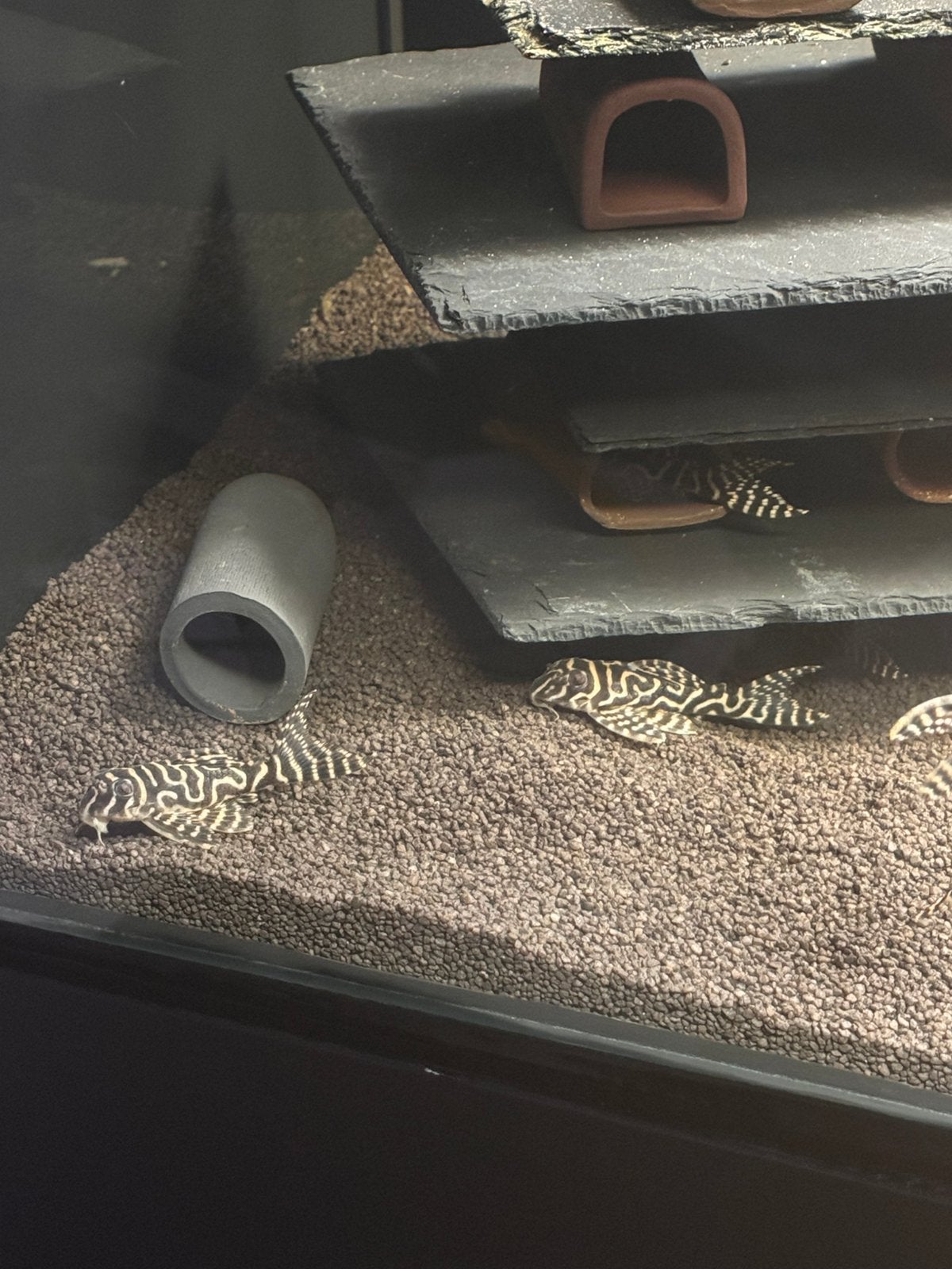 L333 king tiger pleco