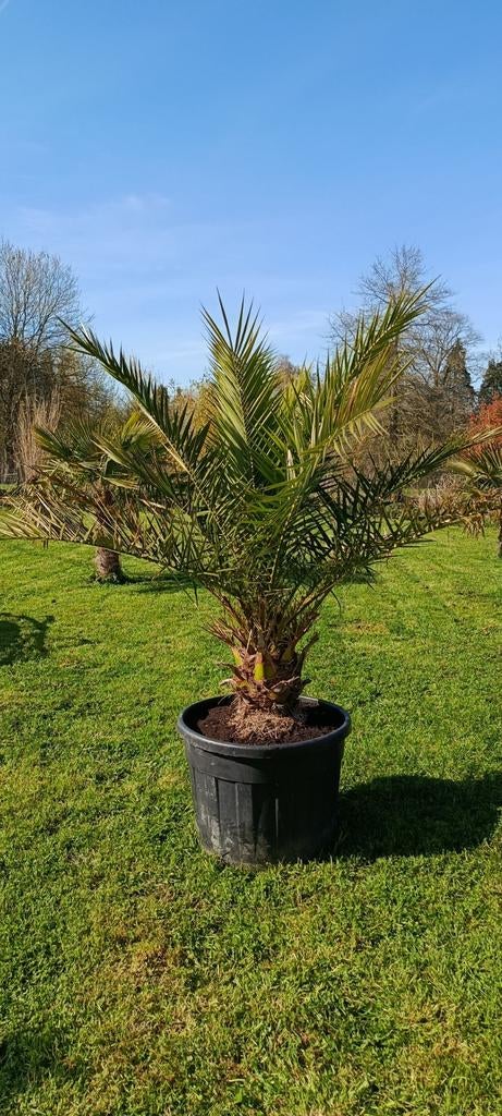 Phoenix Canariensis, palmier dattier, Enlèvement ou Envoi, En pot