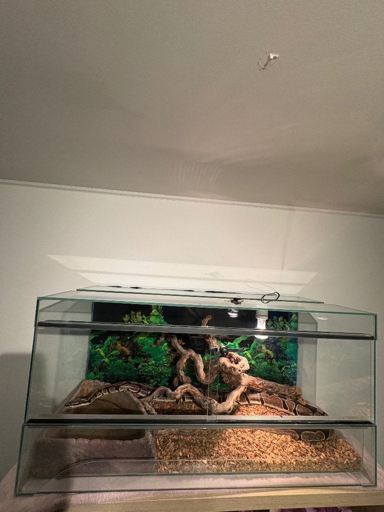 Reptile, Animaux & Accessoires, Serpent, Avec terrarium, 3 à 6 ans