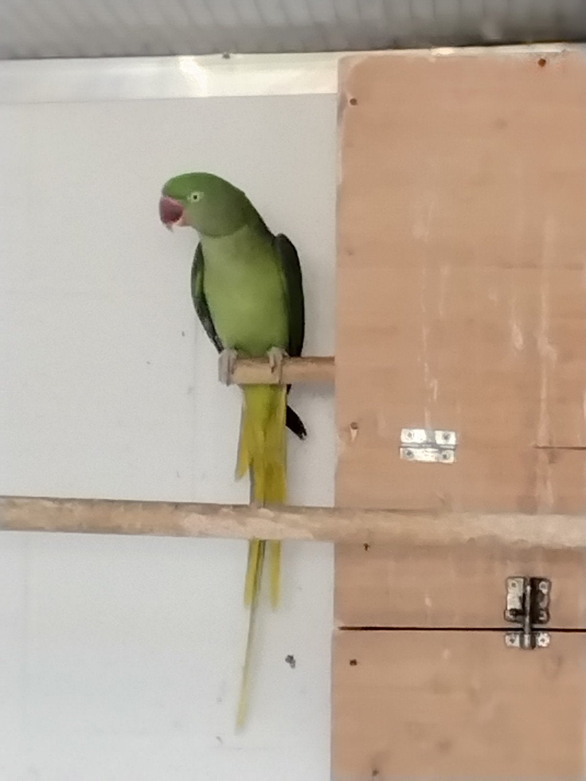 te koop Alexander parkiet, Femelle, Perruche, Bagué