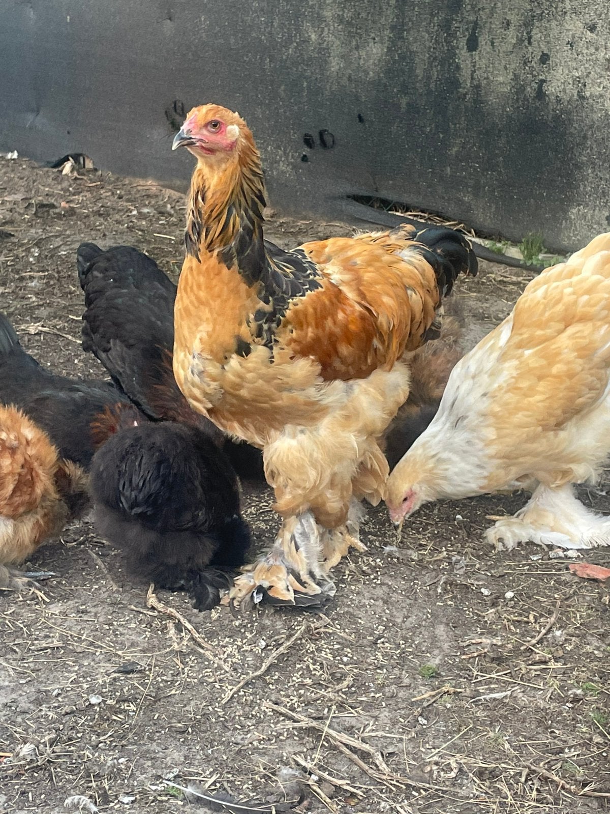 Brahma haan, Dieren en Toebehoren, Pluimvee
