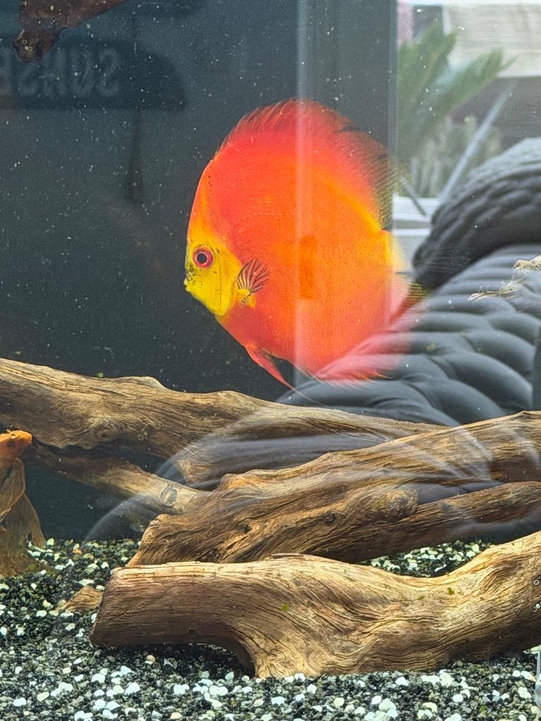 Discus