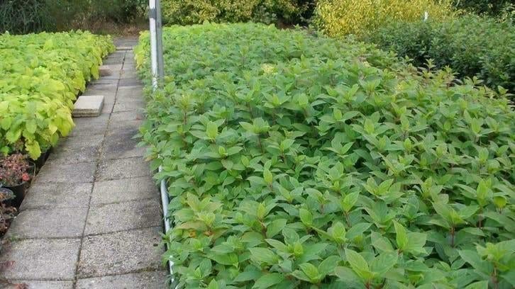Hydrangea Limelight | Pluimhortensia van topkwaliteit, Tuin en Terras, Planten | Tuinplanten, Ophalen of Verzenden