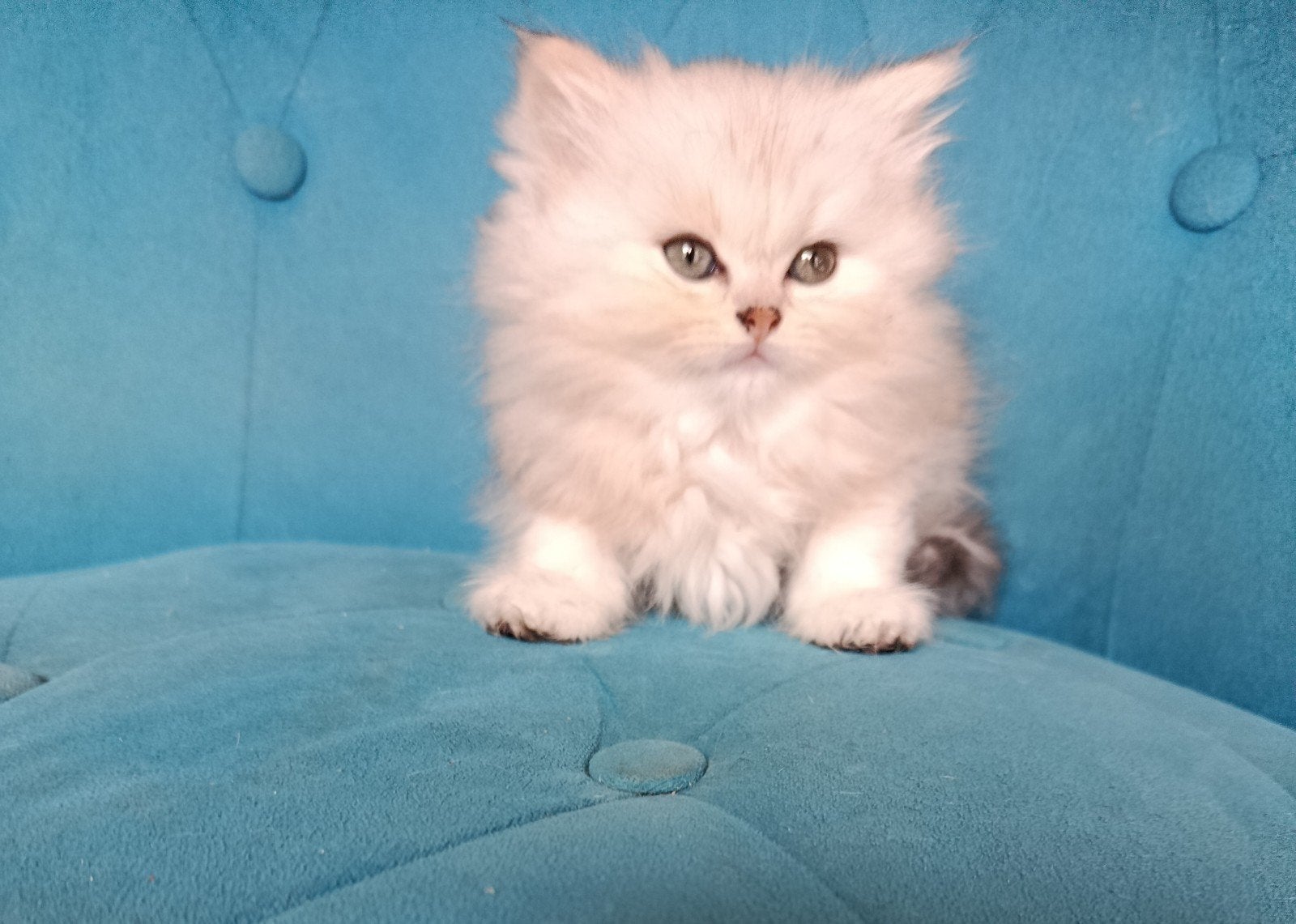 British longhair zilver black chaded, Chat, Avec pedigree, 0 à 2 ans