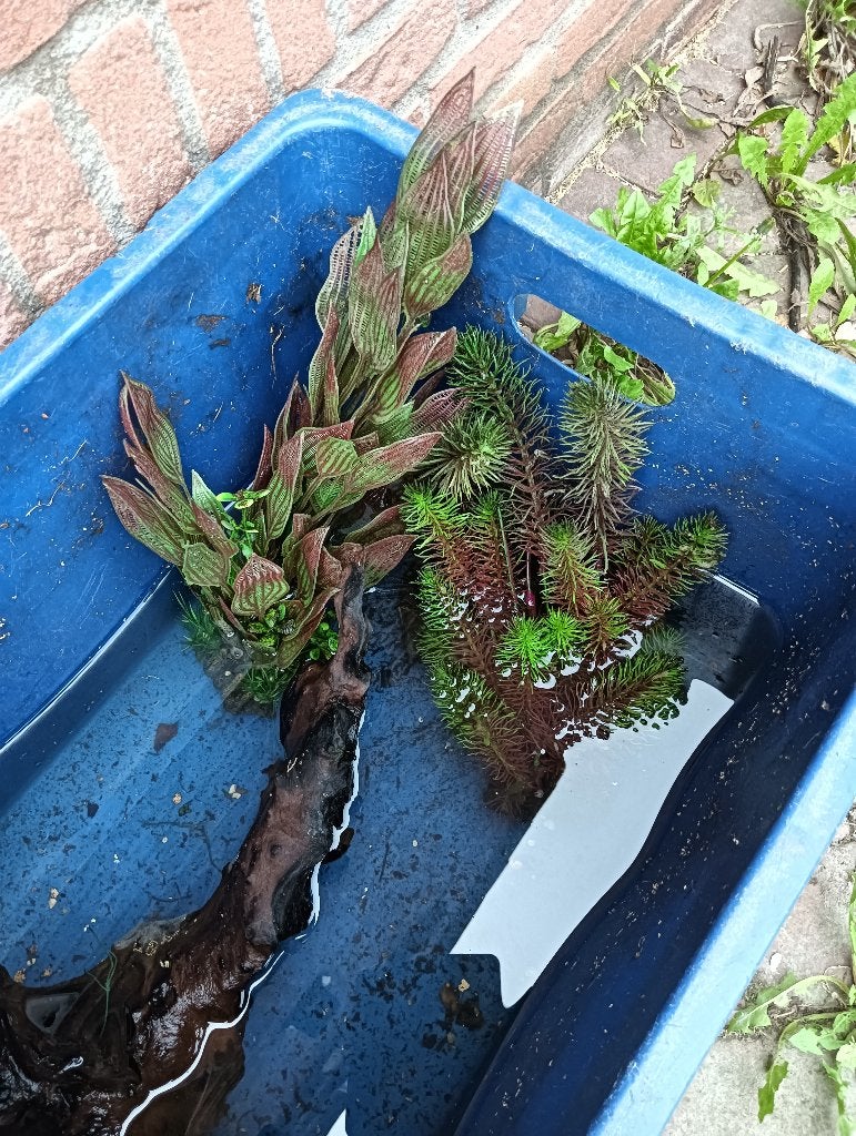 kunst aquarium planten, Ophalen of Verzenden, Zo goed als nieuw