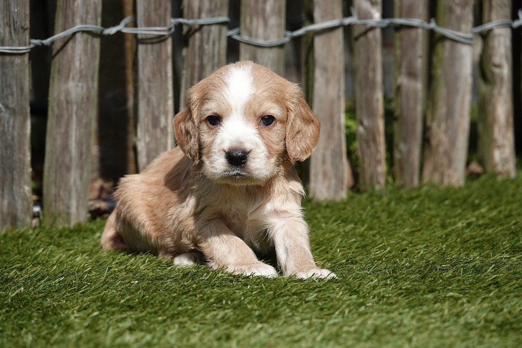 Magnifiques chiots Golden Cocker Retriever, Maladie de Carré (chiens), Autres races, Plusieurs, Belgique