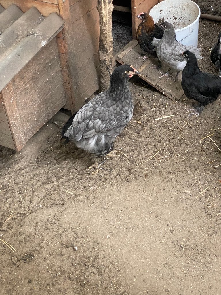 Jonge hennetjes, Dieren en Toebehoren