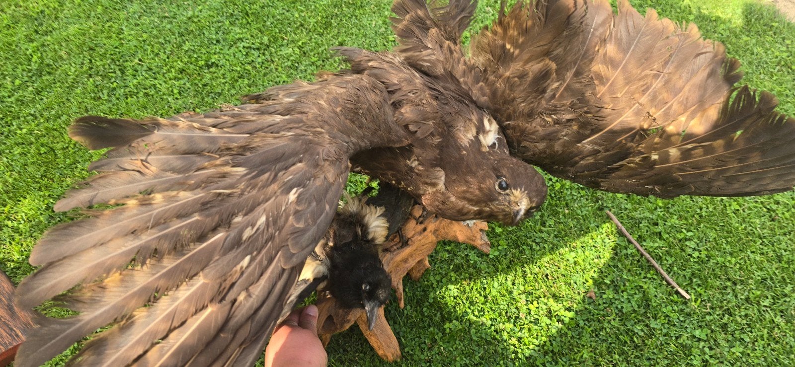Opgezette buizerd samen met een ekster