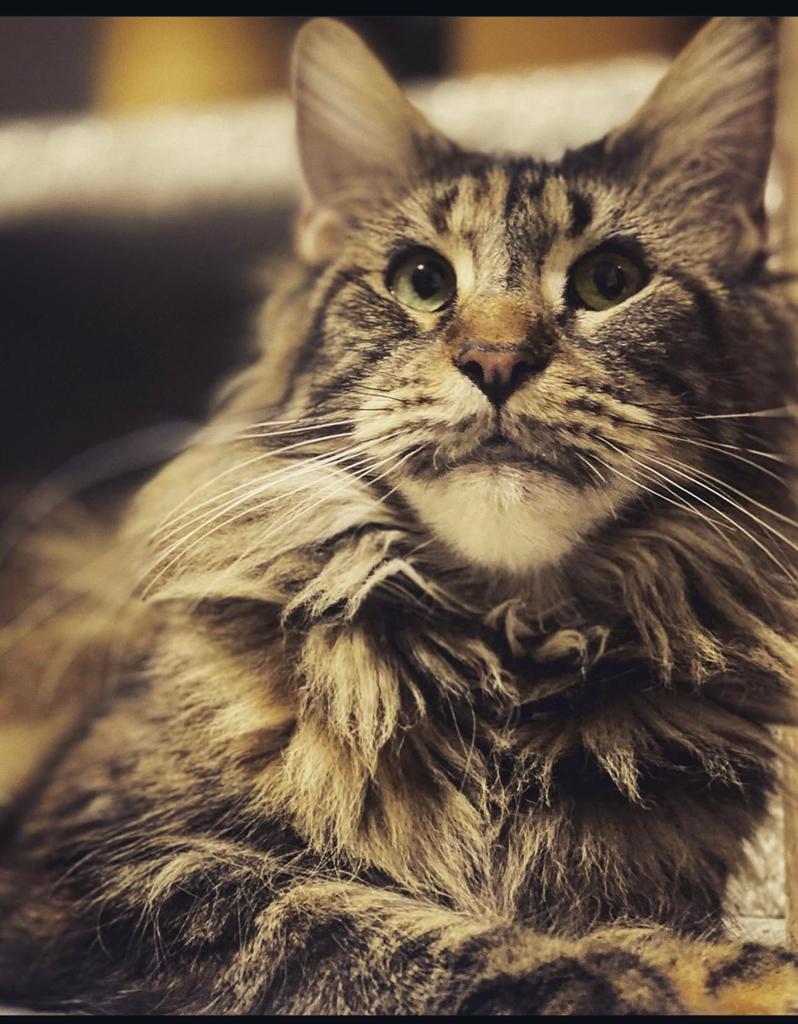 Chat MaineCoon, Chatte ou Chat, Avec pedigree, 6 ans ou plus