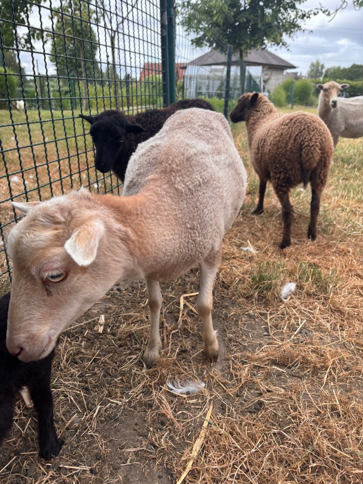 Ouessant ooi (wit 2025, zwart 2026, caramel 2026), Dieren en Toebehoren, Schapen, Geiten en Varkens, Vrouwelijk, Schaap, 0 tot 2 jaar