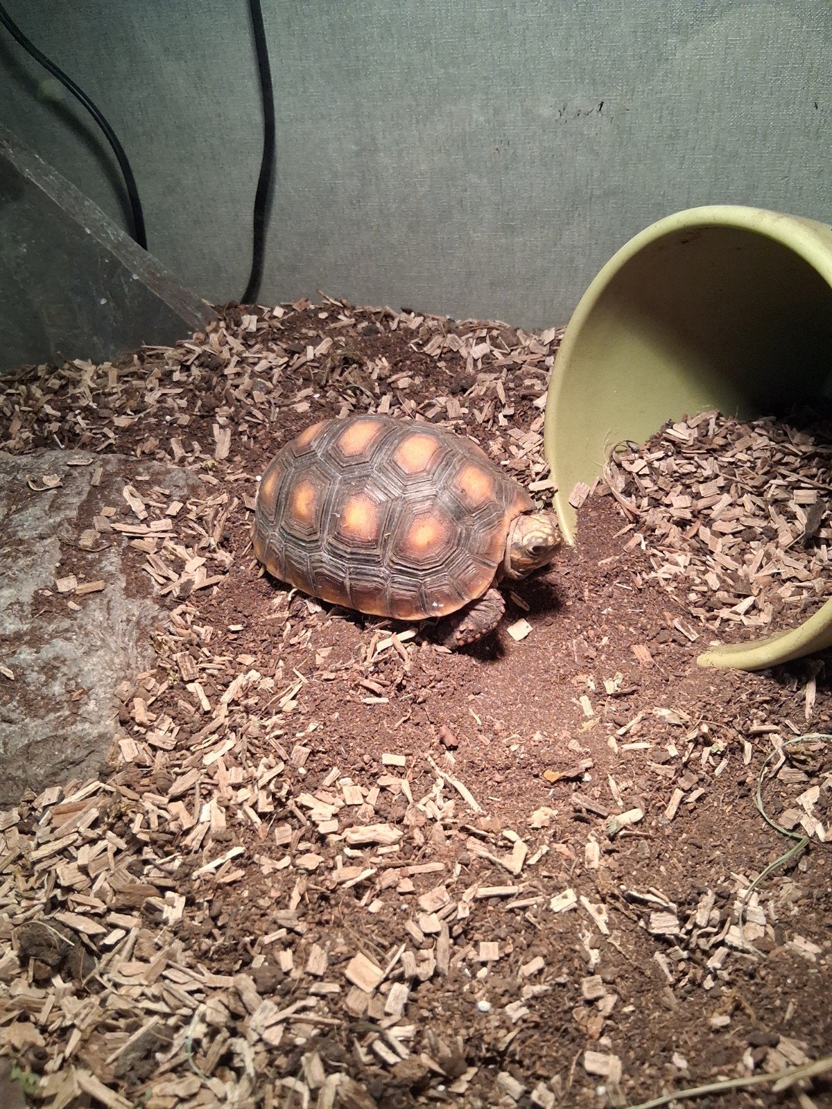 Landschildpad, Animaux & Accessoires, Reptiles & Amphibiens, Tortue
