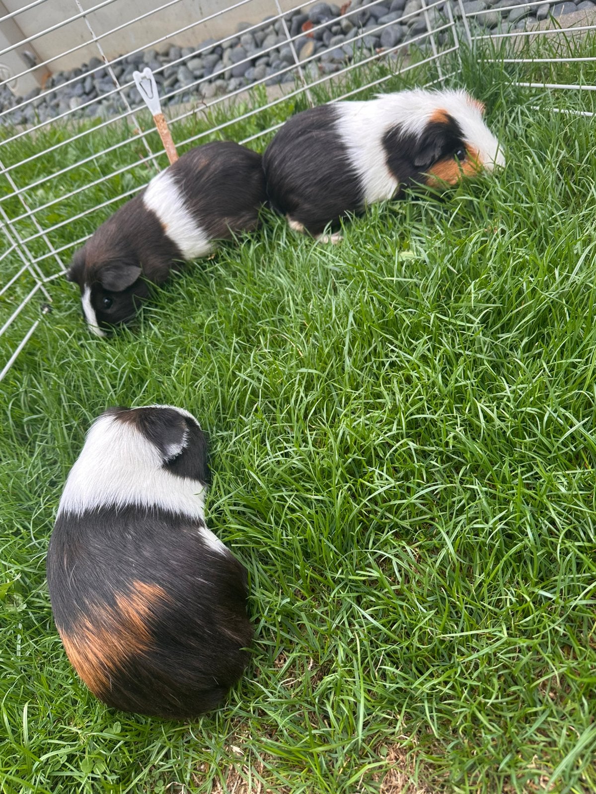 3 beertjes cavia’s, December, Mannelijk, Cavia