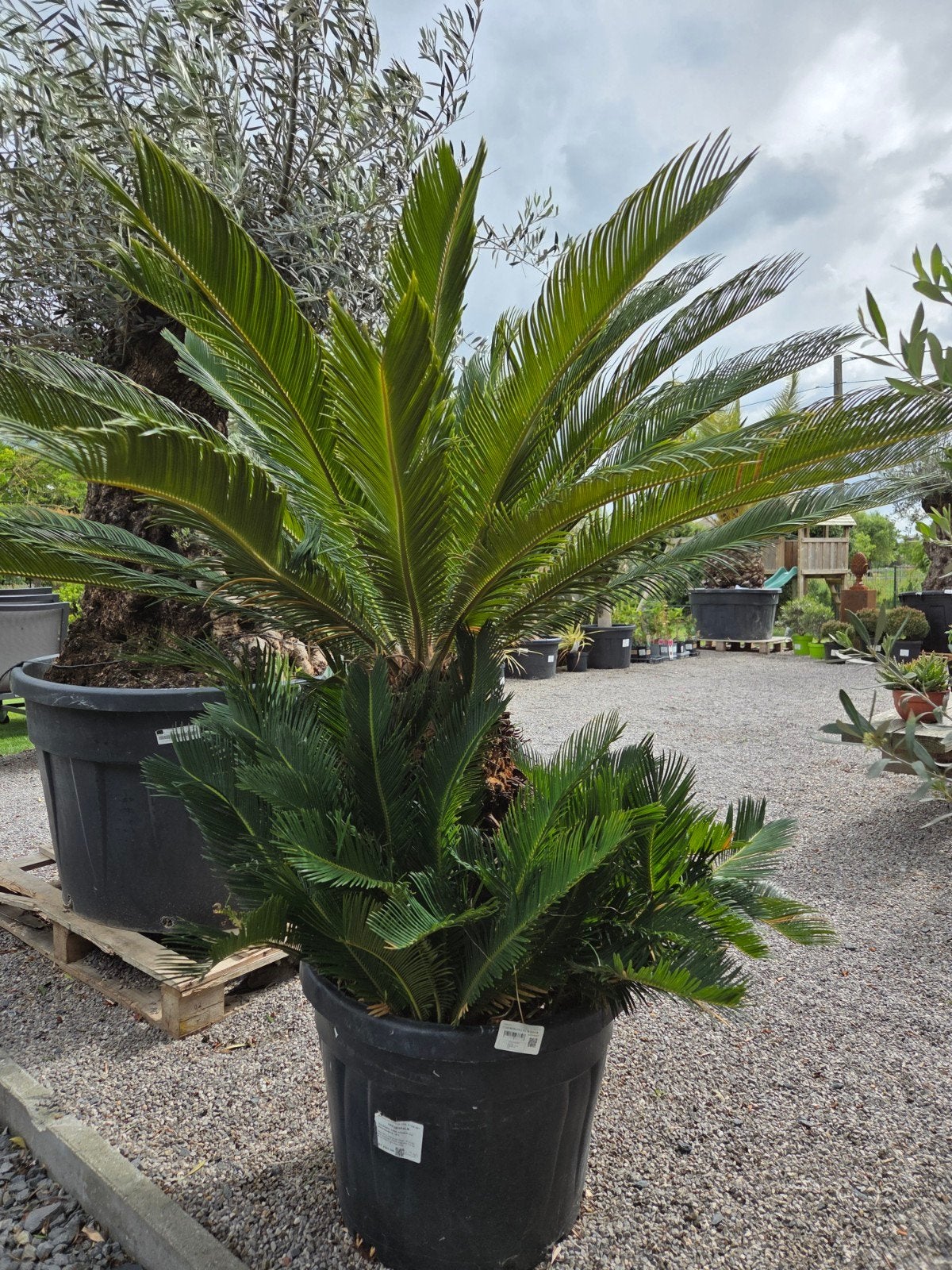 Cycas Revoluta - Vredespalm, Tuin en Terras, Planten | Tuinplanten, Ophalen