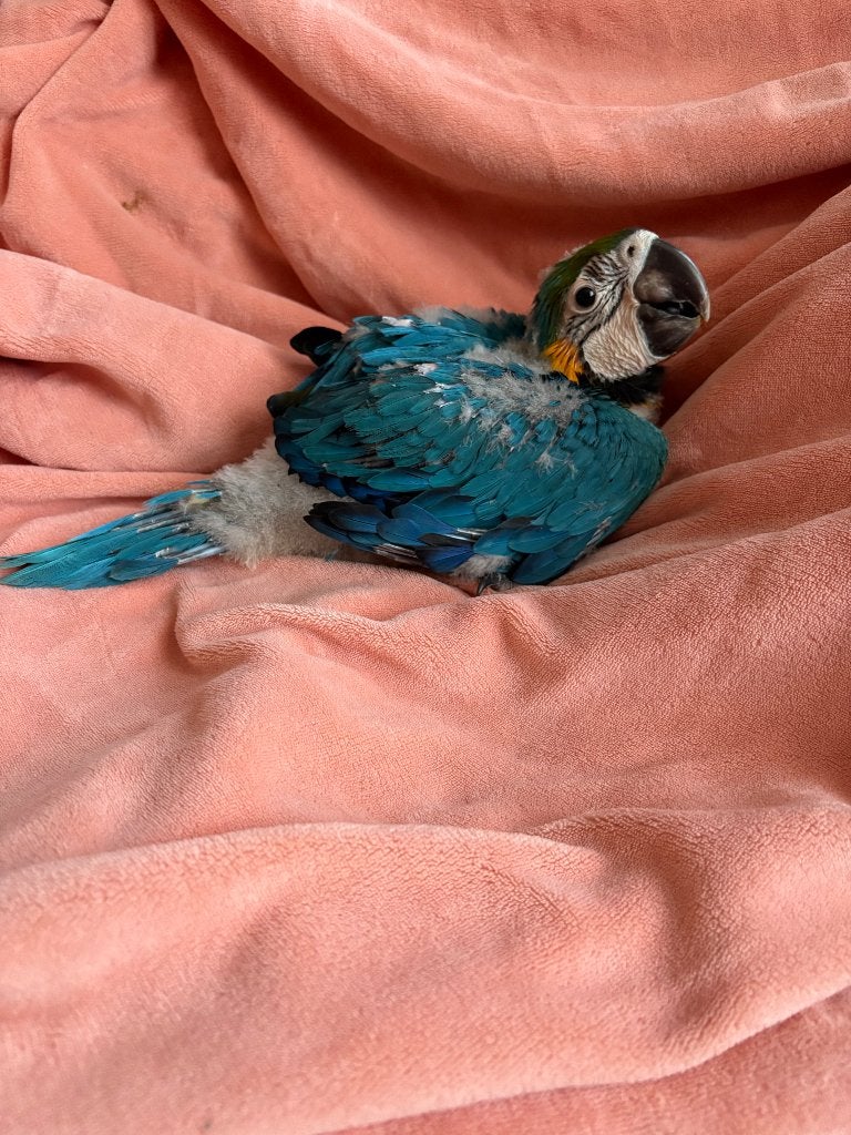 Blauwe arapapegaai, Dieren en Toebehoren, Geslacht onbekend, Papegaai, Geringd