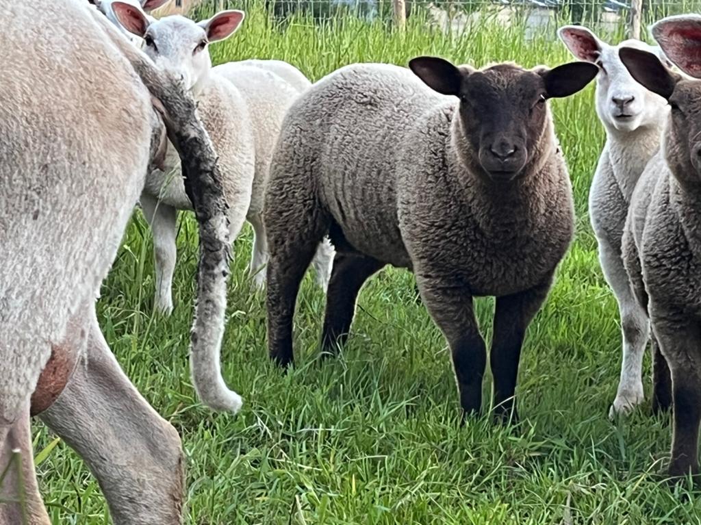 Ram lam, Mannelijk, Schaap, 0 tot 2 jaar