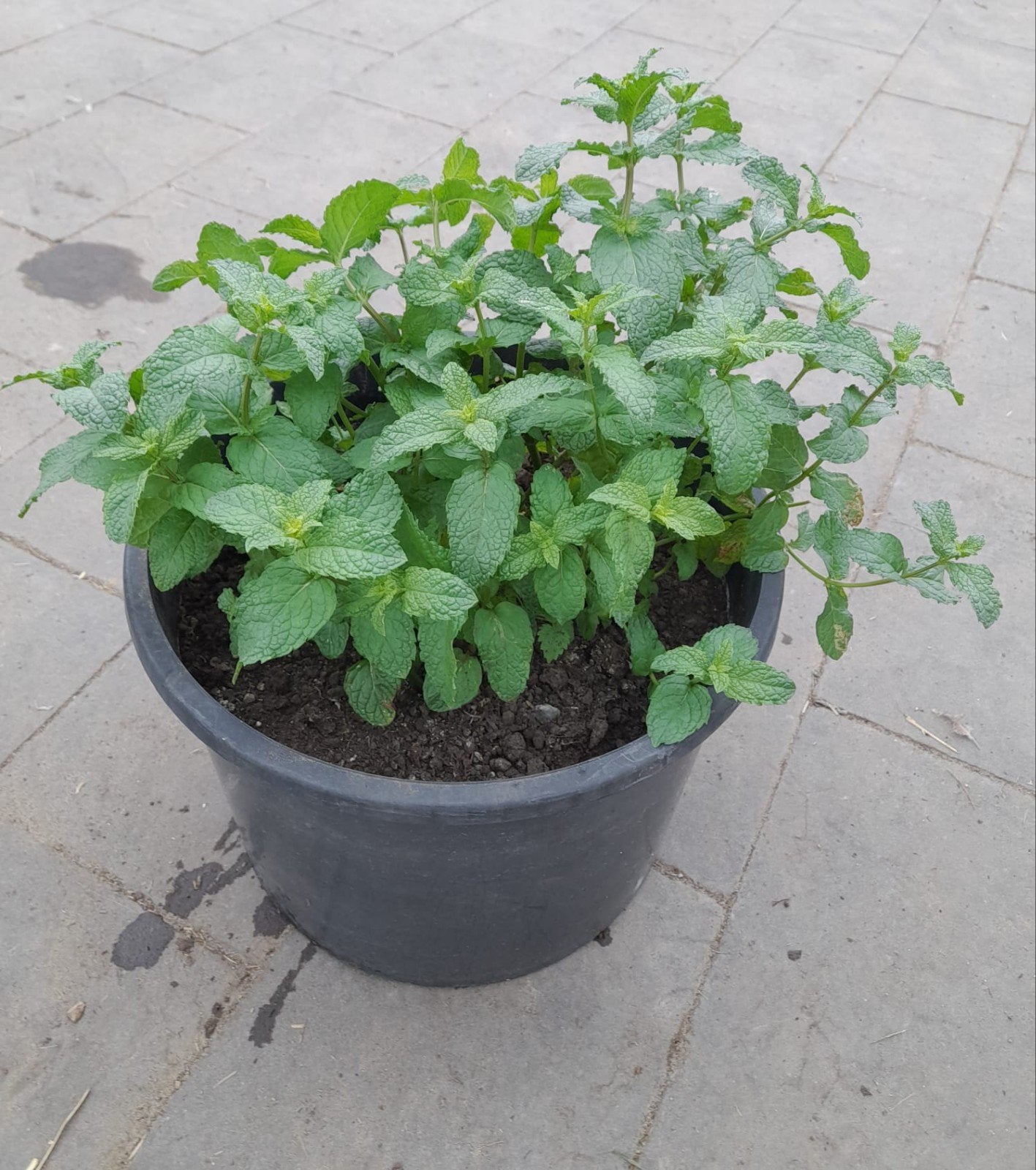 Menthe et menthe pomme-menthe, Jardin & Terrasse, Plantes | Jardin, Été, Enlèvement, Plante fixe, Herbes