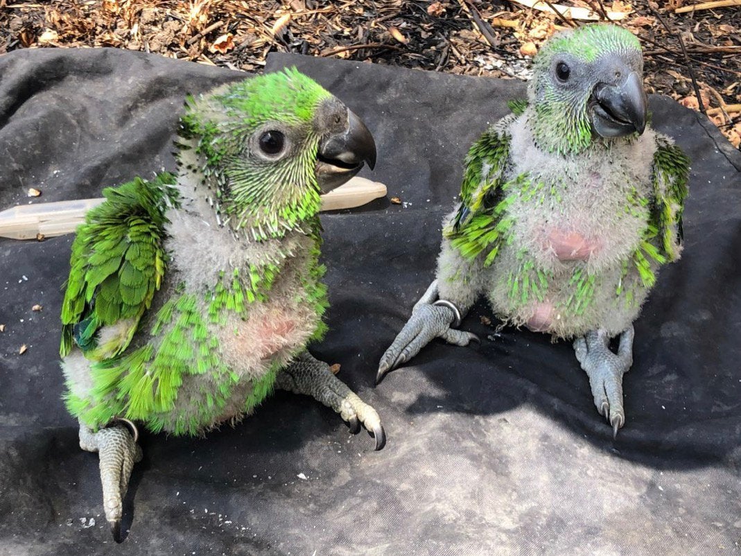 Gezocht jonge amazone papegaaien, Dieren en Toebehoren, Vogels | Parkieten en Papegaaien, Meerdere dieren, Papegaai, Geringd