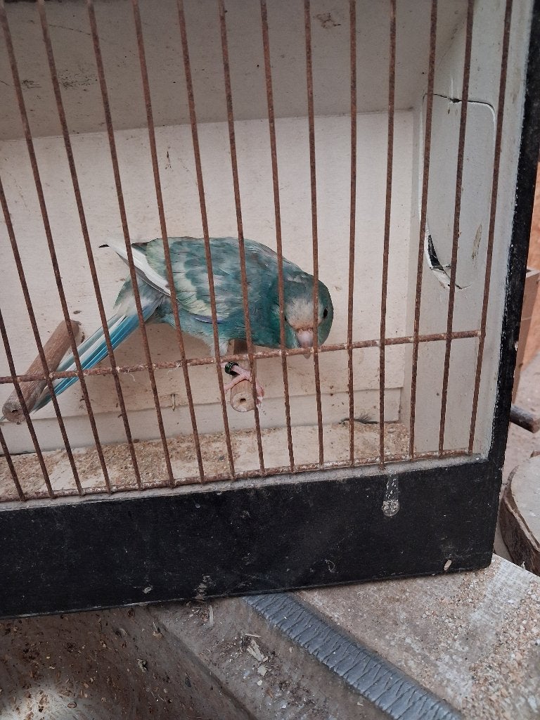 Kakariki Jonge 2026, Plusieurs animaux, Perruche, Bagué