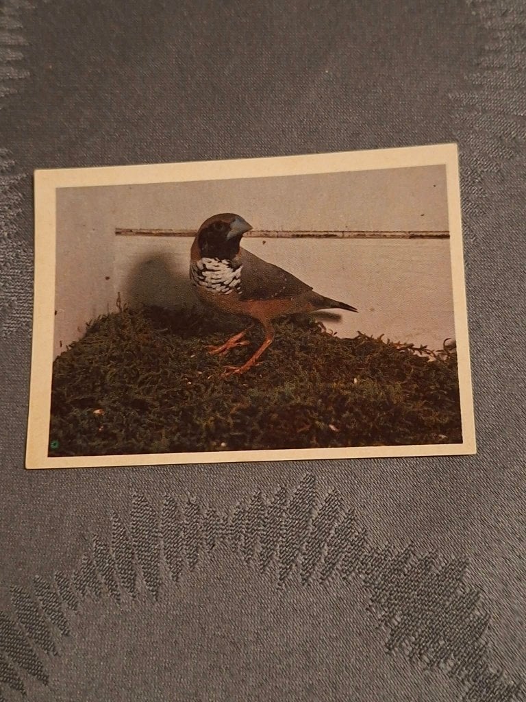 Prentje/Chromo : Witborst Rietvink, Enlèvement ou Envoi, Utilisé, Animal, Gravure
