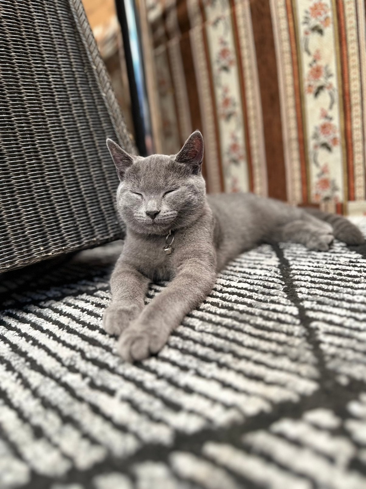 Britse kort haar kat, Kater, Met stamboom, 0 tot 2 jaar