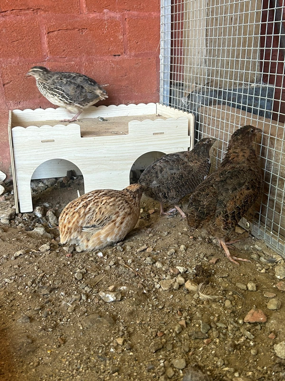 Jumbo kwartel toom, Dieren en Toebehoren