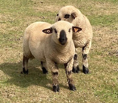 Hampshire Down ram lam te koop, Mannelijk, Schaap, 0 tot 2 jaar