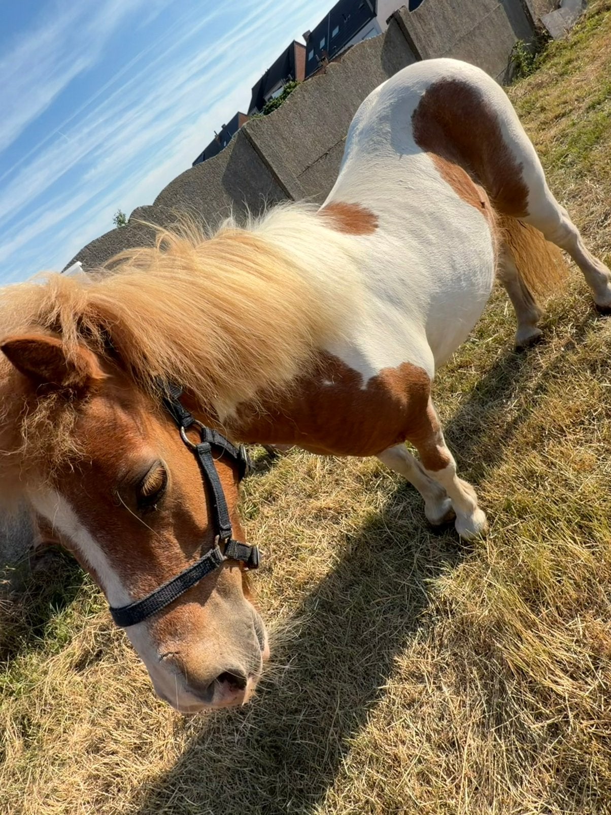 Shetlander / a pony gezocht, Dieren en Toebehoren, Pony's, Merrie, Niet van toepassing, A pony (tot 1.17m), Gechipt