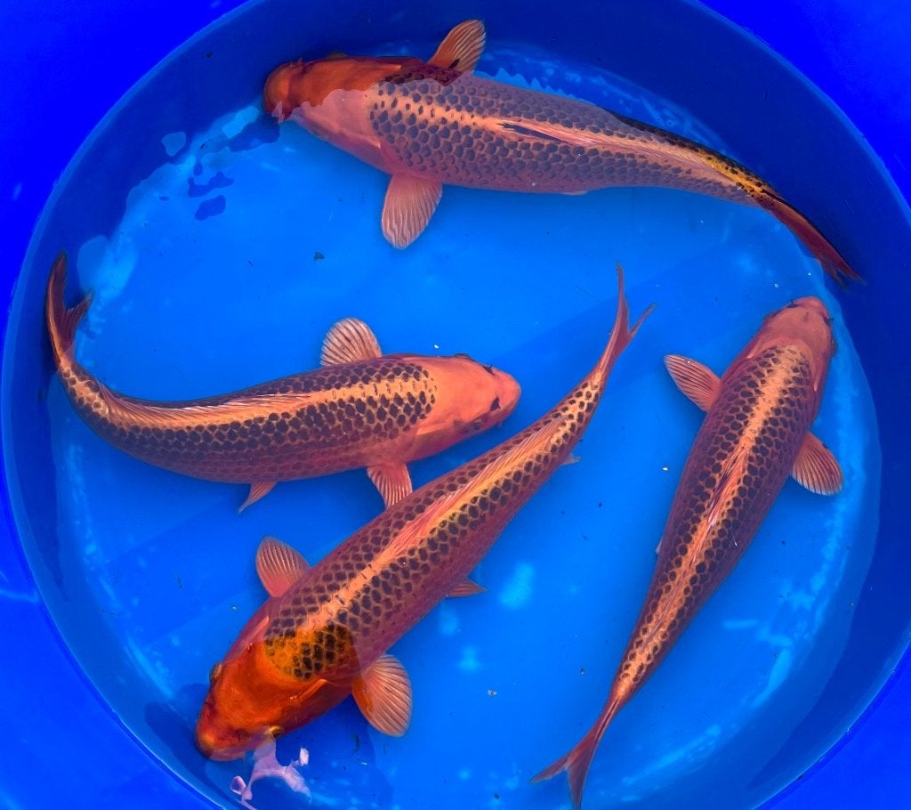 Jumbo Tosai 37-42cm Kin Matsuba, Karper of Koi