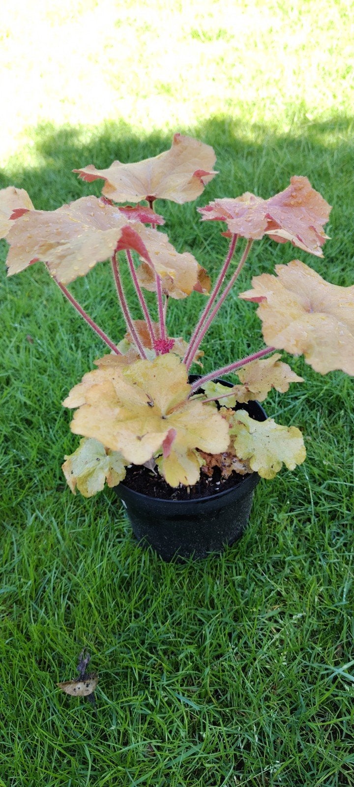 heuchera caramel, Tuin en Terras, Ophalen, Vaste plant