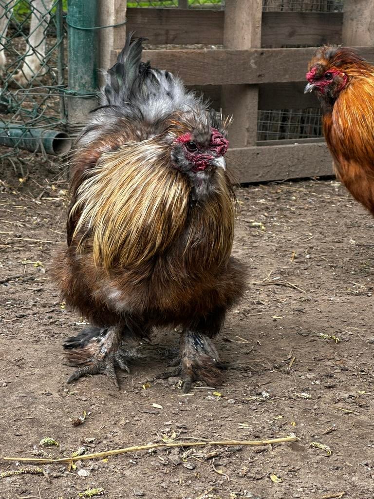 Gratis sier hanen, Dieren en Toebehoren