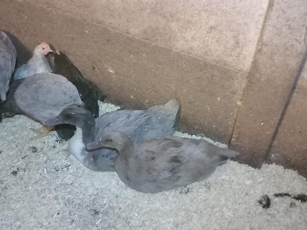 2 koppels jonge eenden, Dieren en Toebehoren, Vogels | Duiven