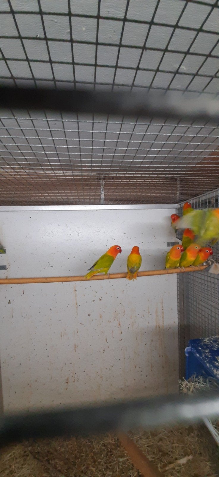 fischeries dilute en dilute opaline. Zonder dna., Animaux & Accessoires