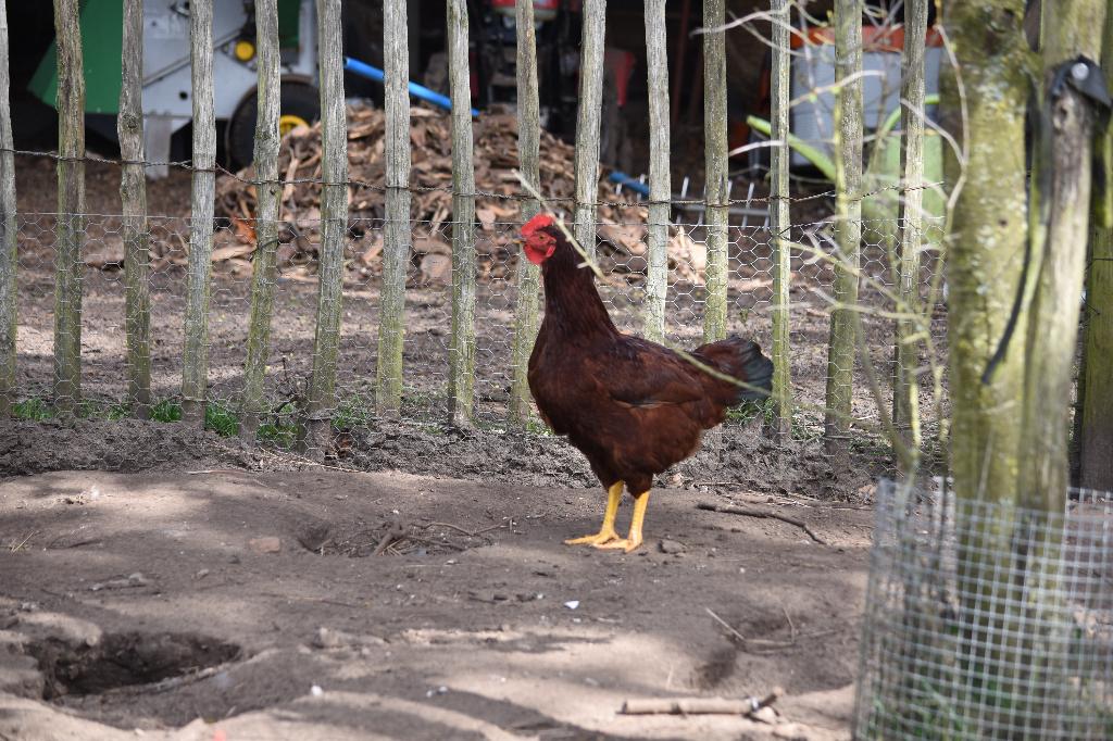 Rhode Island Red hanen, Mannelijk, Kip