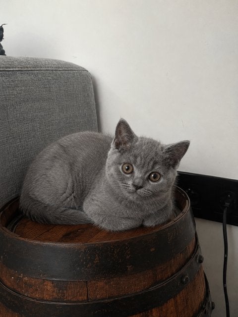 Britse korthaar, Animaux & Accessoires, Chats & Chatons | Chats de race | Poil ras, Chat, 0 à 2 ans, Avec puce électronique, Vermifugé