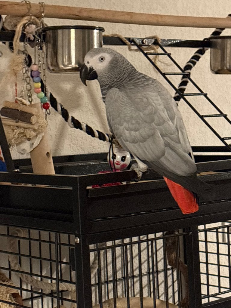 Gris du Gabon Lola, Animaux & Accessoires, Femelle, Perroquet, Parleur