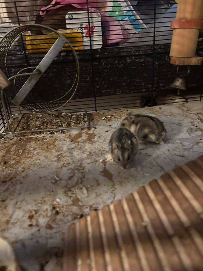 Hok met 3 hamsters, Meerdere dieren, Overige soorten