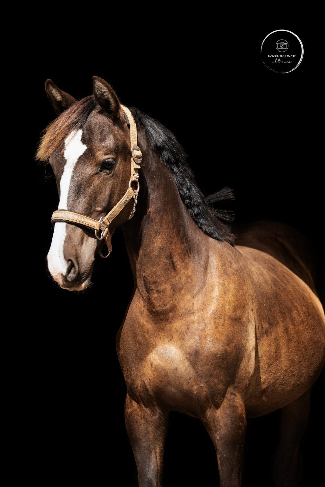 super brave 1,5 jarige, Dieren en Toebehoren, Hengst, Met stamboom, 0 tot 2 jaar