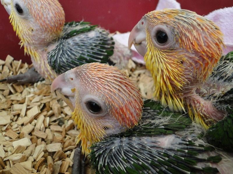 Roestkop caique papegaaien