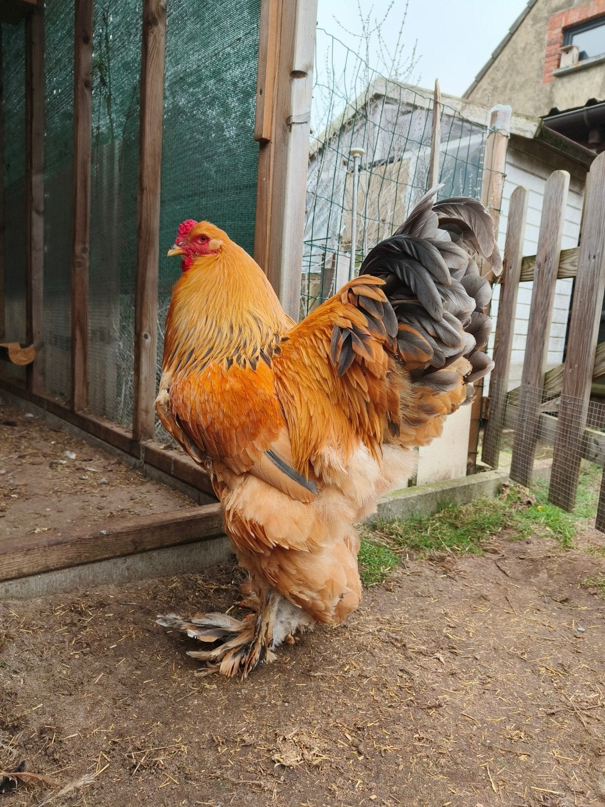 brahma haan, Dieren en Toebehoren
