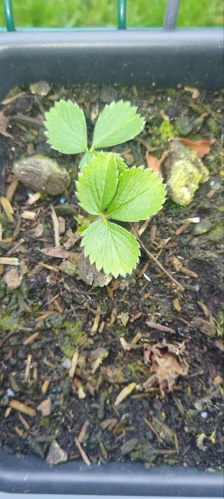 🍓 Fraisiers productifs (déjà enracinés), Jardin & Terrasse, Plantes | Jardin, Enlèvement ou Envoi