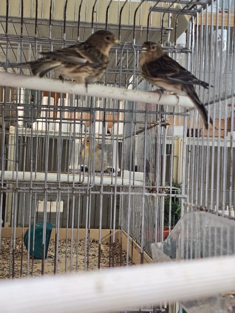 Fraters, Meerdere dieren, Wildzangvogel, Geringd