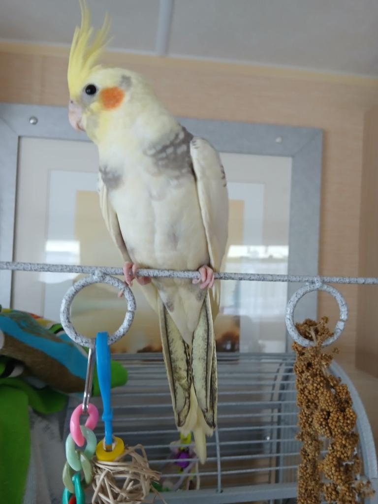 Valkparkiet zoekt nieuwe thuis, Animaux & Accessoires